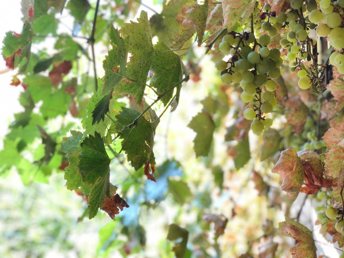 L'Antico Podere Soresina Zewnętrze zdjęcie